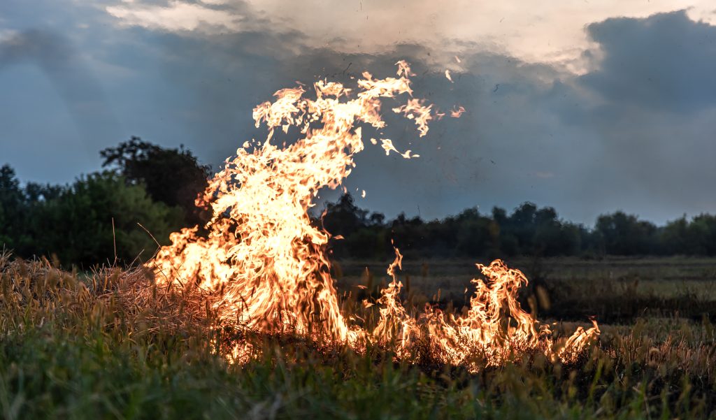 fire in the steppe, the grass is burning destroying everything in its path.